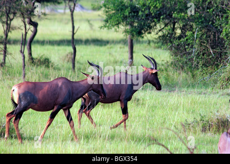 L'antilope rouanne (Hippotragus equinus), Rivière Ishasha, Parc national Queen Elizabeth, l'Ouganda, l'Afrique Banque D'Images