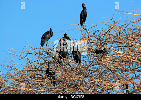 Bird, Murchison Falls Conservation Area, l'Ouganda, l'Afrique de l'Est Banque D'Images