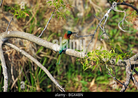 Bird, Murchison Falls Conservation Area, l'Ouganda, l'Afrique Banque D'Images