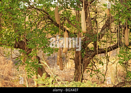 Arbre à saucisse, Kigelia africana (Kigelia), Murchison Falls National Park, l'Ouganda, l'Afrique de l'Est Banque D'Images