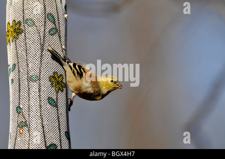 Chardonneret jaune : Spinus tristis, d'alimentation dans le champ Evodia, Central Park, à Manhattan, l'hiver. Banque D'Images