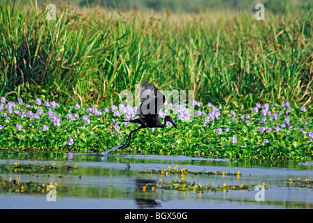 Black Heron (Egretta ardesiaca), Murchison Falls Conservation Area, l'Ouganda, l'Afrique Banque D'Images
