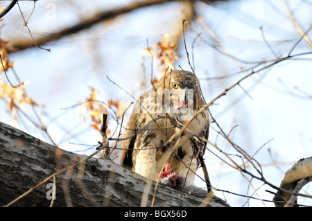 Buse à queue rouge : Buteo jamaicensis, photographiés dans le Central Park, à Manhattan, en se nourrissant de sa récente tuer. Banque D'Images
