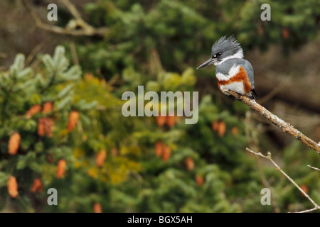 Le martin-pêcheur femelle sur la perche chasse-Victoria, Colombie-Britannique, Canada. Banque D'Images