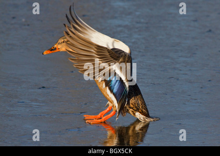 Canard colvert femelle landing on frozen lagoon-Victoria, Colombie-Britannique, Canada. Banque D'Images