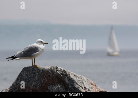 Presque Isle Park Marquette au lac supérieur mi Michigan AUX États-Unis Grand lac magnifique mouette de paysage aquatique debout sur un rocher horizontal haute résolution Banque D'Images