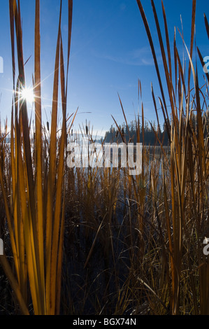 Cattails-Lower Lac Thompson à l'automne-Montana Banque D'Images