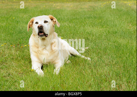 Blanc vieux Labrador Retriever dog lying in grass Banque D'Images