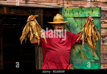 Agriculteur près de grange pour sécher le tabac dans les champs de tabac dans les méthodes primative Sierra del Rosario Cuba Banque D'Images