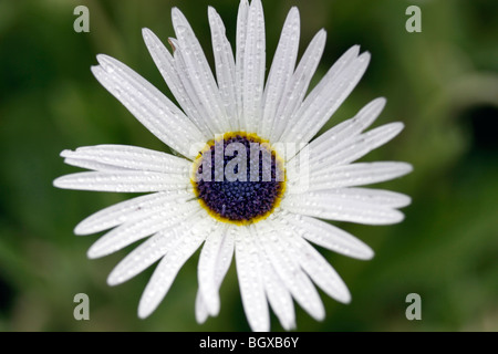 Gouttes de pluie sur la neige blanche et violette (daisy dimorphotheca nudicaulis) dans les jardins botaniques de Kirstenbosch. Banque D'Images