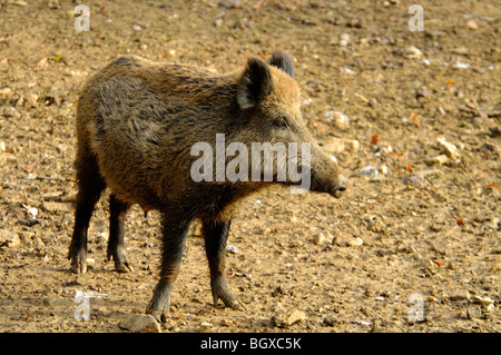 Le sanglier (Sus scrofa) Banque D'Images