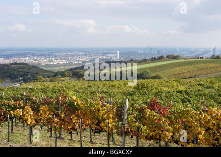 Vignes autour de Vienne Banque D'Images