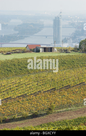 Vignes autour de Vienne Banque D'Images