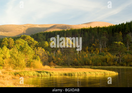 Le Loch Morlich Glenmore et forêt en automne, à la recherche jusqu'à Cairngorm. Banque D'Images