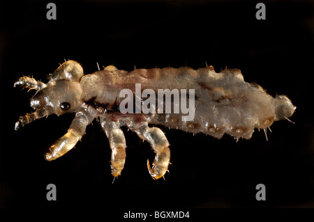 Un poux de tête (Pediculus humanus capitus) sur un fond noir Banque D'Images