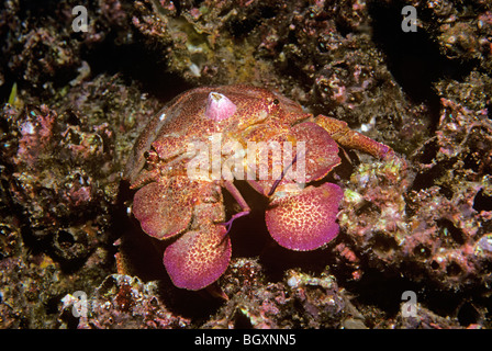 Cigale de mer (Scyllarides astori) camouflé sur les récifs coralliens dans la nuit avec un joint à la carapace de balanes Banque D'Images