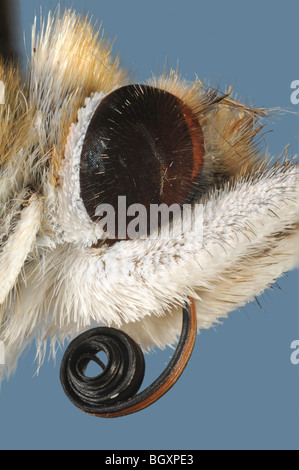 Extreme close up de la tête d'une belle dame (Vanessa cardui) sur un fond bleu papillon Banque D'Images