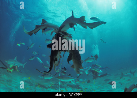 Requins nourrice Ginglymostoma cirratum) (se nourrissant d'appât avec les requins et poissons de récif scolarité Banque D'Images