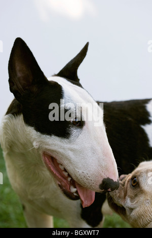 Rencontre entre Bull Terrier et Bouledogue Français Banque D'Images