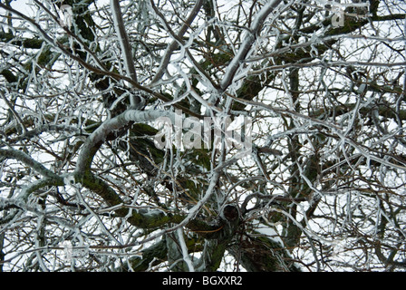 Des branches d'arbre recouvert de glace et de glaçons suspendus après une tempête de glace. Banque D'Images