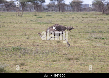 L'autruche somalienne femelle (Struthio camelus molybdophanes) en vitesse sur le maquis Banque D'Images