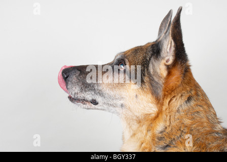 Berger Allemand / alsacien Banque D'Images