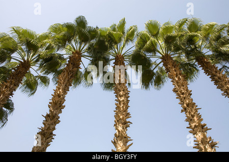 Soleil qui brille dans le ciel bleu clair au moyen d'une rangée de cinq palmiers à Louxor Egypte Banque D'Images