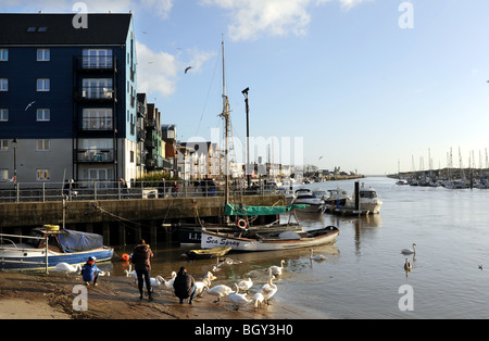 Nourrir les cygnes à Littlehampton Harbour West Sussex UK Banque D'Images