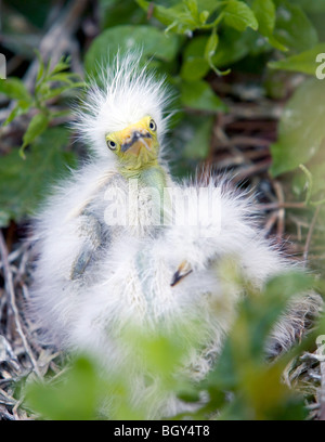 Les grandes aigrettes bébé sur le nid. Ardea alba Banque D'Images