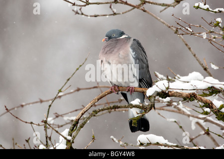 Pigeon ramier, Columba palumbus, seul oiseau posé sur la branche couverte de neige, Gloucestershire, Royaume-Uni, Janvier 2010 Banque D'Images