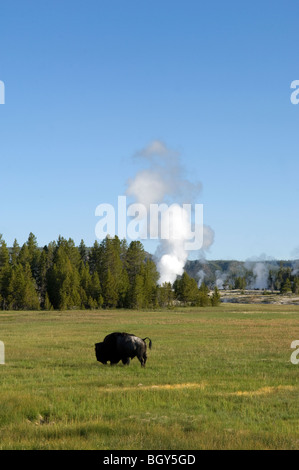 Buffalo le pâturage dans le champ Ouvrir près de geysers actifs Banque D'Images