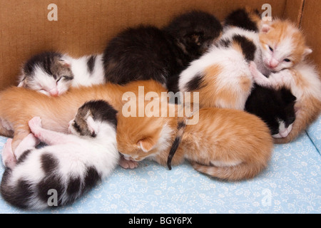 Chatons soins infirmiers dans leur caisse de mise Banque D'Images