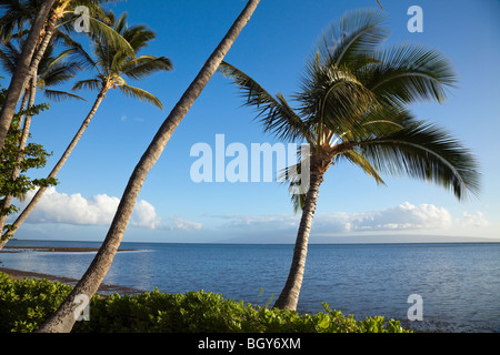Palm sur Molokai avec vue sur l'île de Lanai, Hawaii Banque D'Images
