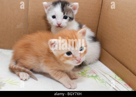 Deux chatons dans leur caisse de mise Banque D'Images