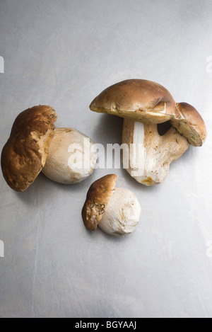 Cep ou cèpes (Boletus edulis) Banque D'Images