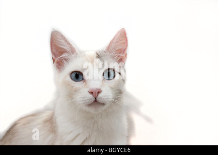 Portrait d'une découpe de Siamese Cat Banque D'Images