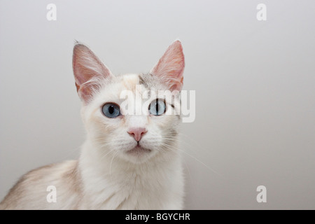 Portrait de chat siamois Banque D'Images