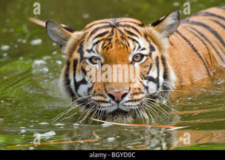 Tigre de Sumatra (Panthera tigris sumatrae) natation. Banque D'Images