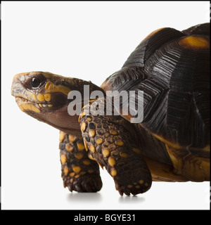 Tortue Banque D'Images