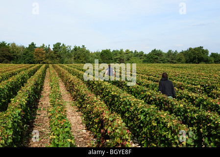 Domaine de la vigne, les travailleurs à marcher le long des rangs entre les vignes Banque D'Images