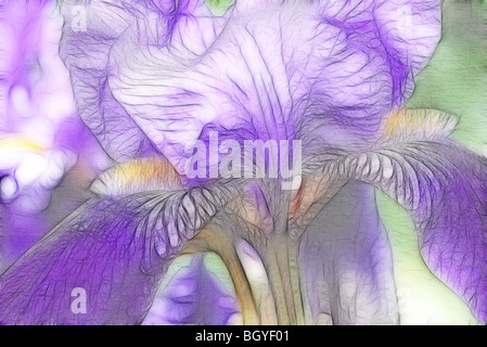 Photo illustration : deux iris barbus dans une bordure herbacée Banque D'Images