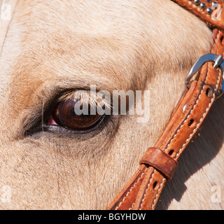 Close-up of horse's eye Banque D'Images