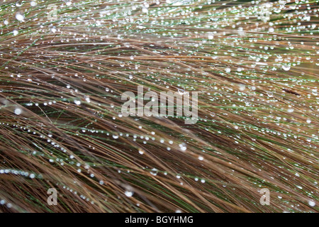 Gouttes d'eau sur l'herbe Banque D'Images