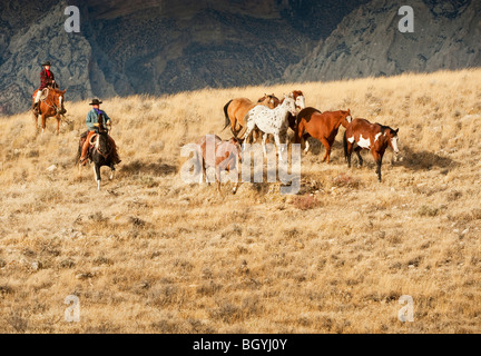 Élevage de chevaux sauvages Cowboys Banque D'Images