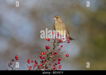 Verdier Carduelis chloris perché sur les baies d'aubépine en hiver Banque D'Images