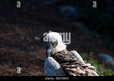 Vautour blanc. Banque D'Images