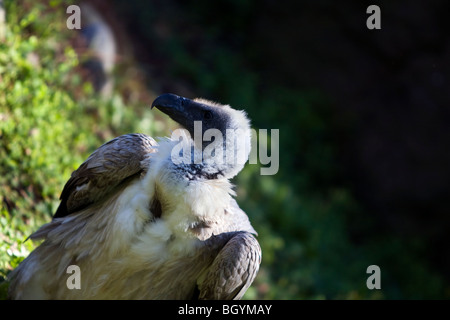 Vautour blanc. Banque D'Images