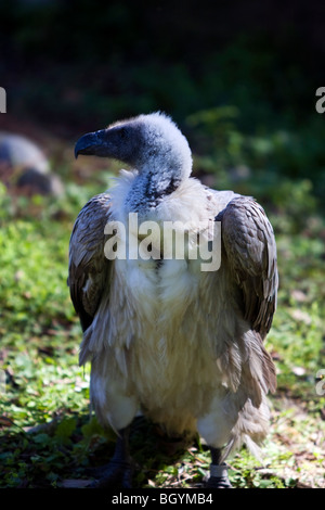 Vautour blanc. Banque D'Images