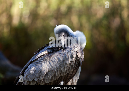 Vautour blanc. Banque D'Images