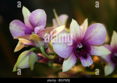 Les espèces d'Orchidées Dendrobium Polar 'Fire' Banque D'Images
